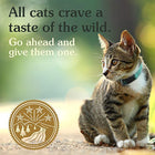 the Wild Grain Free High Protein  Natural Dry Cat Food - FushionGroupCorp